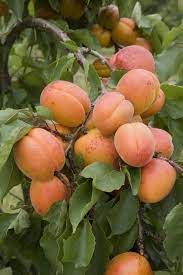 Birds, such as blackbirds, love to eat the fruit. Fruit Trees The Five Easiest To Grow The English Garden