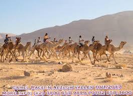 The sport is generally limited to running the dromedary—whose name is derived from the greek verb dramein arabian horses have long been bred in the country, and racing is a popular spectator sport. Sinai Camel Race Home Facebook