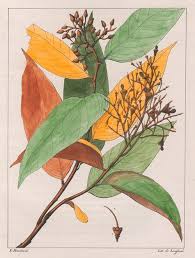 Image result for Maprounea