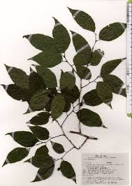 Image result for Celtis zenkeri