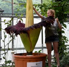 Die bis über drei meter hohe blume riecht nach aas, produziert. Titanwurz Seltene Blume Bluht In Kiel Und Stinkt Bestialisch Welt