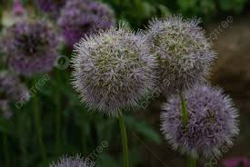 Image result for Alliaceae
