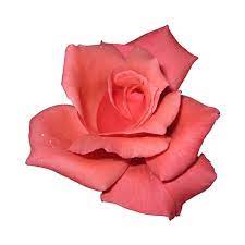 Rose Transparent Png Isolated Flower Roses Various Colours For Liked On Polyvore Rose Tumblr Rose Whimsical Photography