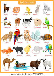 Easy To Edit Vector Illustration Of Chart Of Pet Animals Animal Pictures For Kids Animals For Kids Wild Animals Photos