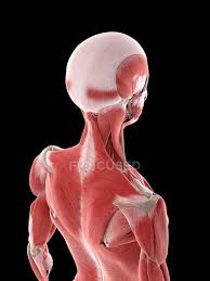 Jul 30, 2020 · the left and right hip bones meet anteriorly at the body's midline in a band of fibrocartilage known as the pubic symphysis (or symphysis pubis). Neck And Head Muscles In Female Body Computer Illustration Transparent 3d Rendering Stock Photo 312140932
