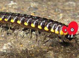 Stonoga murowa the common woodlouse , jest jednym z największych i najbardziej popularnych gatunków woodlouse w wyspach brytyjskich i zachodniej i północnej europy. Dowcipy O Stonogach Humor Stonogi Kawaly Stonoga