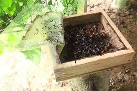 Most stingless bee species build their nests inside tree hollows. Stingless Bees Help A Couple Re Connect With Nature In Their Garden The Star