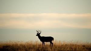 Deer 4k Wallpapers For Your Desktop Or Mobile Screen Free And Easy To Download Explore the 76685 mobile wallpapers in the category anime and download freely everything you like! 4k wallpapers