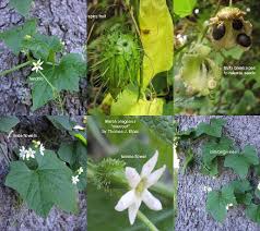 Image result for Cucurbitaceae