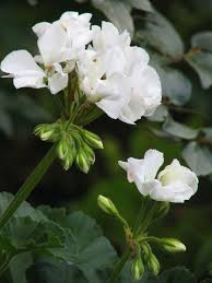 Image result for Geranium