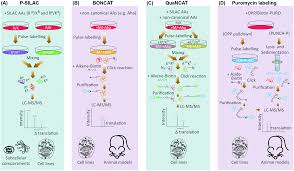 Proteins are large biomolecules or macromolecules that are comprised of one or more long chains of amino acid residues. Methods For Monitoring And Measurement Of Protein Translation In Time And Space Molecular Biosystems Rsc Publishing Doi 10 1039 C7mb00476a