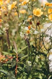 A Curryfu Olasz Szalmagyopar Helichrysum Italicum Gondozasa Gyogynovenyek Pinterest