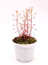 Image result for Drosera madagascariensis