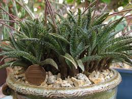 Image result for Ledebouria luteola
