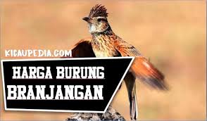 Kejurnas branjes (branjangan, lark, dan parva) di lapangan banteng, minggu 17 november 2019. Jenis Jenis Burung Branjangan Di Indonesia