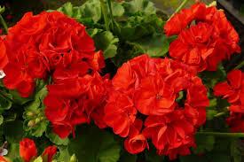By giving your friend these flowers, you are indicating that you feel that your friendship shares those characteristics. Flowers That Mean Friendship