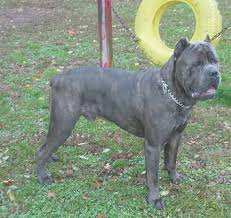 Beautiful black and black brindle cane corsos! Cane Corso 101dogbreeds Com
