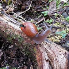 Deportes, fútbol colombiano, entretenimiento, salud, tecnología, última hora. El Misterio De Una Extincion Halla Un Aliado En Un Caracol Con Una Computadora A Cuestas The New York Times