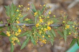 Le risposte per i cruciverba che iniziano con le con pianta: Pianta Grassa Con Fiori Gialli A Grappolo Kalanchoe Blossfeldiana Viridea Nel 2020 Kalanchoe Da Febbraio In Poi Produce Tanti Fiori Gialli E Al Suo Interno Contiene Sostanze Con Decorados De Unas