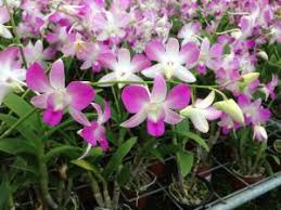 Maybe you would like to learn more about one of these? The Magnificence Of Philippine Plants For Landscaping Expat Com Ph