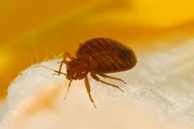 We're a preventive pest control service. Freehold Mosquito Control Tick Control Freehold Nj