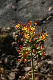 Image result for Kalanchoe lanceolata