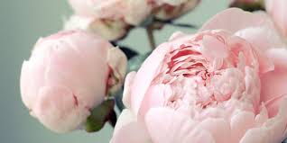 Ezeknek a növényeknek az a. 12 Teny Az Unnepi Viragok Hercegnojerol A Bazsarozsarol Sokszinu Videk