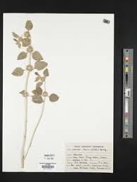 Image result for Leucas capensis