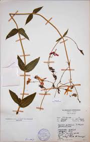 Image result for Chironia gratissima