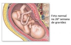 26 Semanas De Gestacao Trocandofraldas Com Br