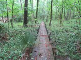 Check spelling or type a new query. Big Creek Scenic Area In Sam Houston National Forest