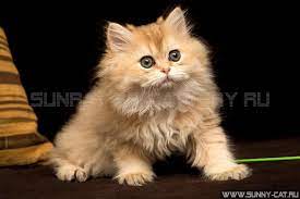 Golden british longhair kittens for sale. Kitten Girl British Longhair Black Golden Shaded Loriel Age 1 Month 28 Days Photo Of Cats 28456 Sunray