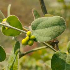 Image result for Cocculus hirsutus