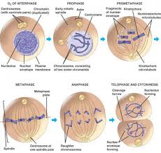 Stages Of The Cell Cycle Mitosis Metaphase Anaphase And