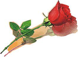 Download now gambar menanam daun bunga romantis berwarna merah muda. 38 Gambar Bunga Mawar Paling Romantis Inspirasi Terpopuler