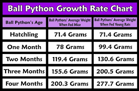 Growth Chart Ball Python Ball Python Morphs Ball Python