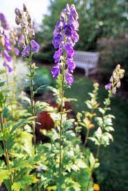 8 Pretty But Poisonous Garden Plants To Grow With Caution Best Perennials For Shade Flowers Perennials Flowering Shade Plants