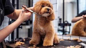 DIY Dog Grooming at Home: Step-by-Step Guide for a Stress-Free, Shiny Coat