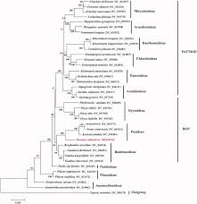 Image result for Styppeiochloa gynoglossa