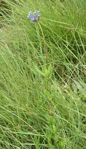 Image result for Pentanisia prunelloides