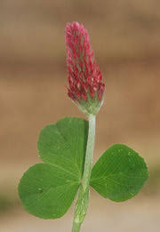 Image result for Trifolium polystachyum