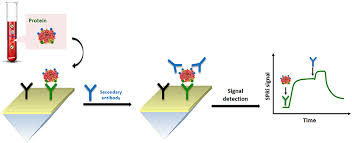 Free live sport streams and videos are here! Frontiers Surface Plasmon Resonance For Biomarker Detection Advances In Non Invasive Cancer Diagnosis Chemistry