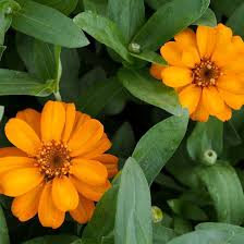 Image result for Zinnia angustifolia