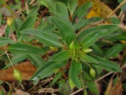 Image result for Sauvagesia erecta