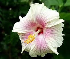 Image result for Hibiscus pusillus