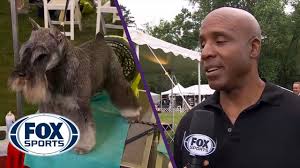 Læs nyheder fra licens her Mlb Barry Bonds Dog Competes At Westminster Dog Show