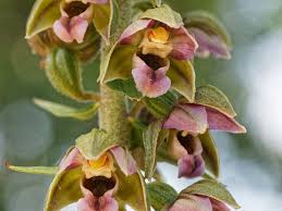 Image result for Epipactis africana