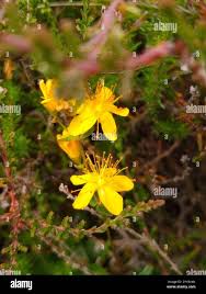 Image result for Hypericum peplidifolium