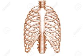In most tetrapods, ribs surround the chest, enabling the lungs to expand and thus facilitate breathing by expanding the chest cavity. Human Body Rib Cage Stock Photo Picture And Royalty Free Image Image 8368427