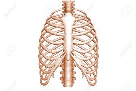 Addiction medicine 38 years experience organs under the rib: Human Body Rib Cage Stock Photo Picture And Royalty Free Image Image 8368427